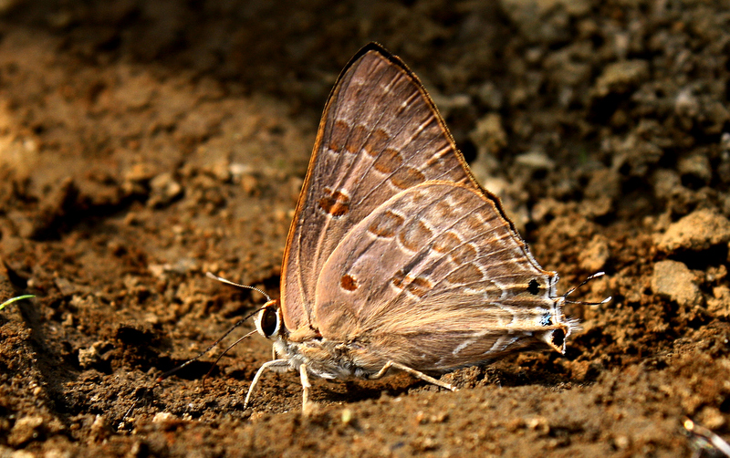 Butterflies